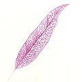 Purple leaf