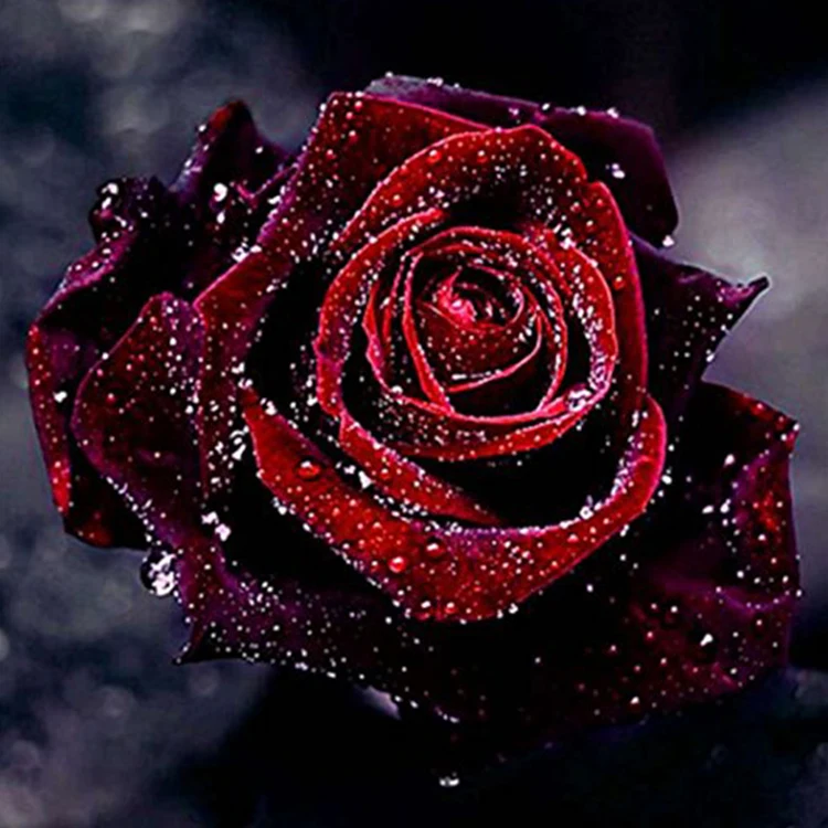 

5D DIY Diamond Painting 30x30cm Full Drill Cross Stitch Kit Embroidery Rhinestone Arts Craft for Home Room Decoration (Rose)