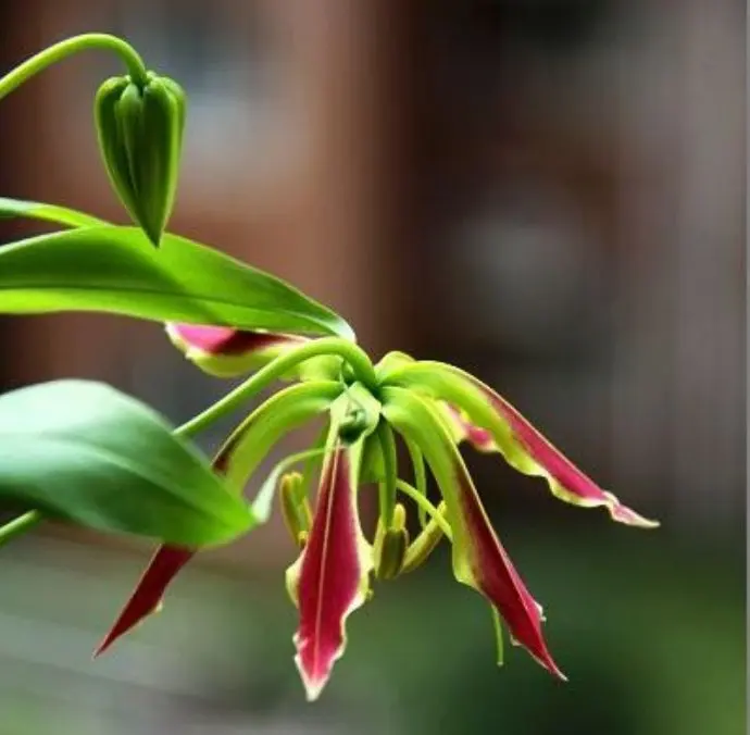 50 шт. свежая настоящая Глориоса Суперба S-lily Flower(Jia-lan