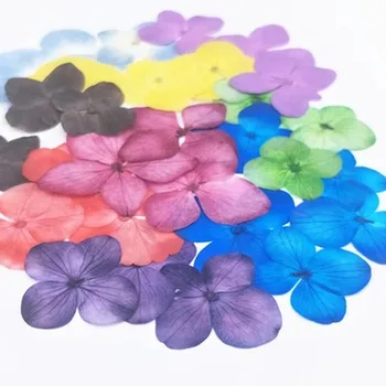 

Handmade Drying Hydrangea Flowers , Red Flat Dried Flowers For New Year Card 100Pcs