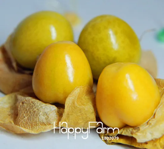 New!50 plant/Pack, Physalis pubescens bonsai, potted Physalis pubescens, Lantern fruit garden,#PZHCYX