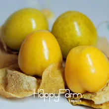 New!50 plant/Pack, Physalis pubescens bonsai, potted Physalis pubescens, Lantern fruit garden,#PZHCYX