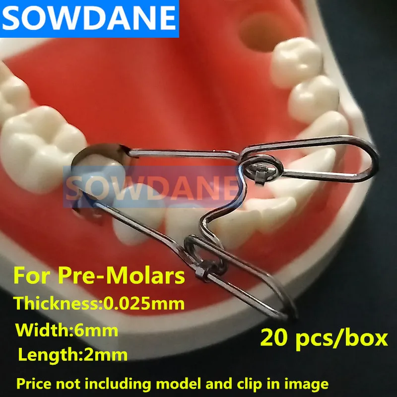premolars_副本