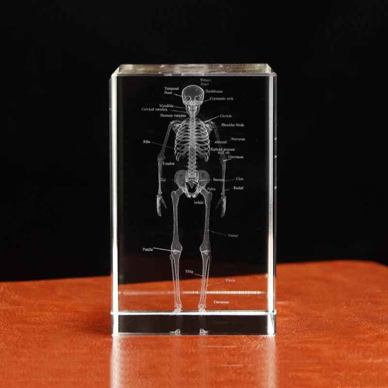 Broušené sklo 3D laser ryté lidský anatomický kostlivec kostka modelka statua těžítko anatomie dbát neurologie lékařská nauka dárky