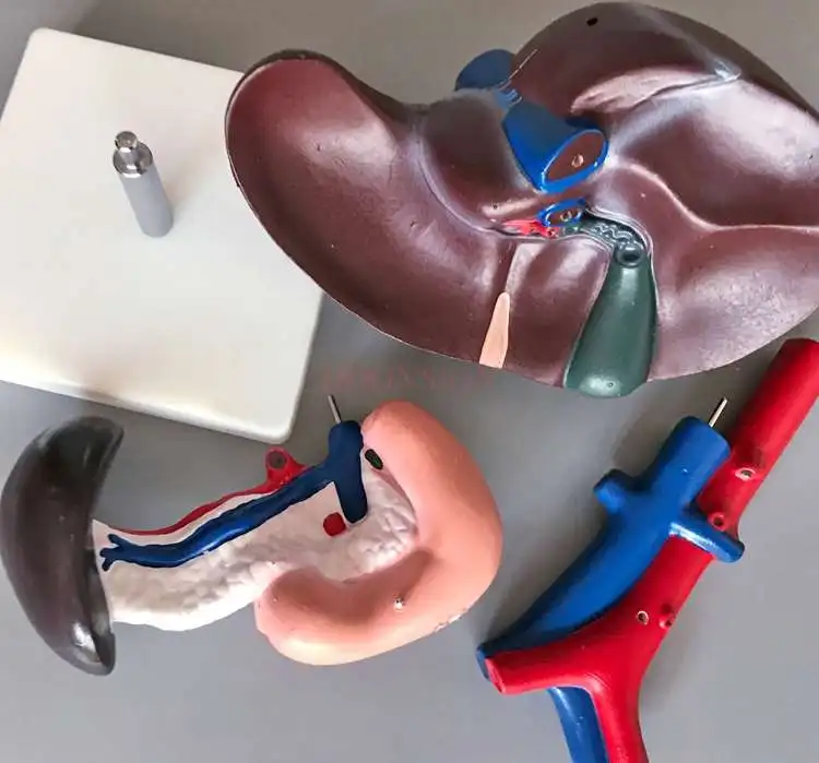 Hepatopancreas и модель двенадцатиперстной кишки печени и селезенки сосуды поджелудочной железы артериовенозный структура пищеварения
