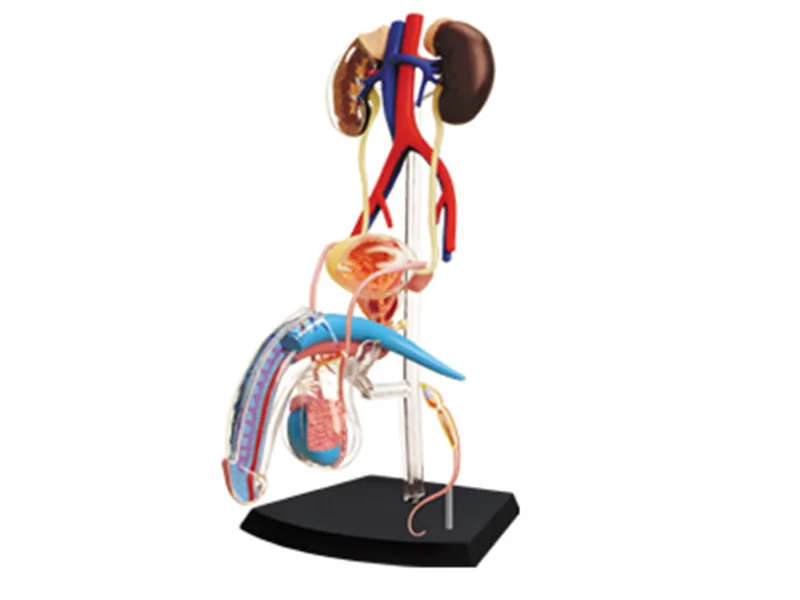 

4D MASTER Educational Assembled Toys Human 1: 2 Male Reproductive System Organ Anatomy Medicine for Model
