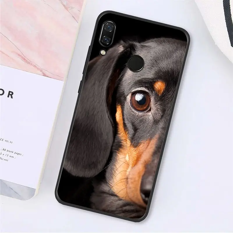 Cute Animal Dachshund Dog Puppy 