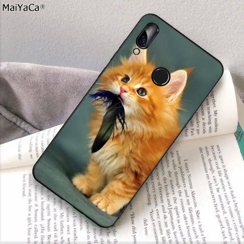 pet maine coon cat