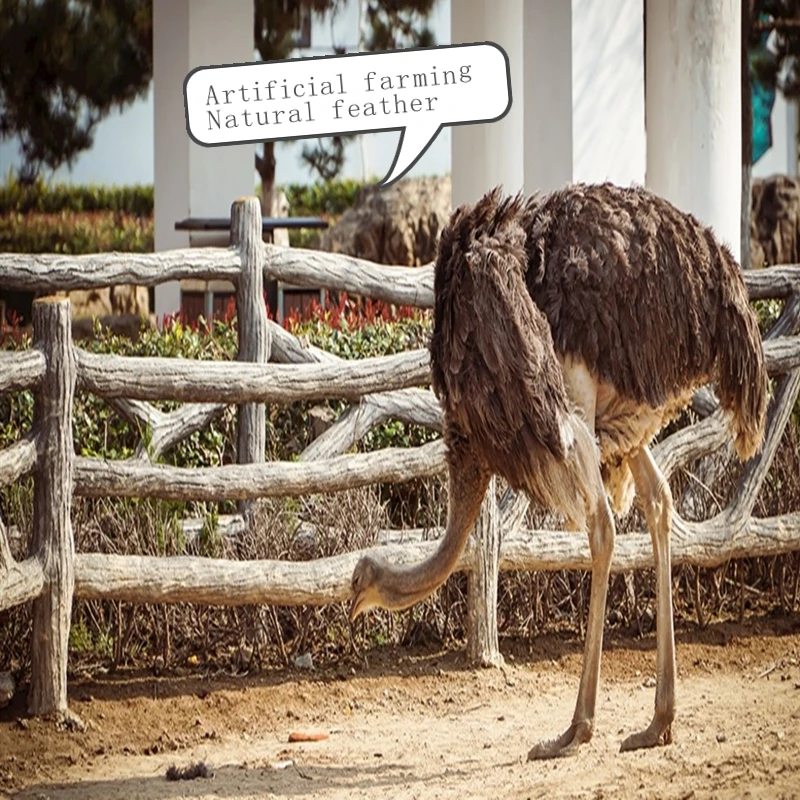 0012025453099107_b_副本