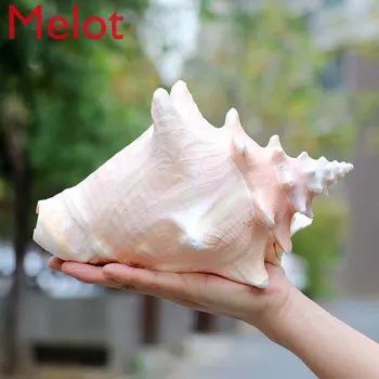 

Natural Shell Large Conch Carmine Fish Tank Landscape Aquarium Decoration Props Home Display Crafts Sea Snail Decoration Crafts