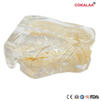 

Realistic Transparent Dog Dental Tooth Model Canine Canine Skeleton Canine Model Animal Veterinarians Pet Teaching Mold Model