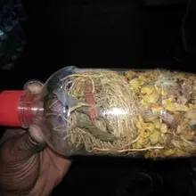 Травяное масло для волос смесь-удивительная смесь трав для длинных и густых волос(3+ 1 бесплатно