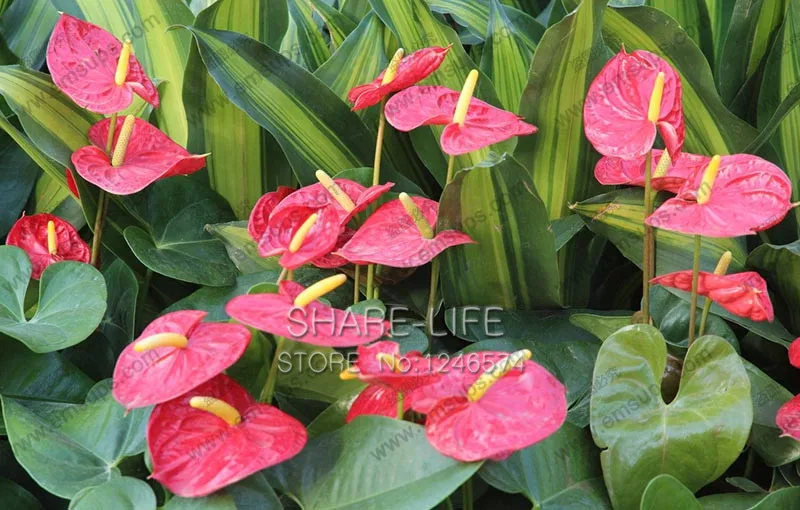 100/сумка редкий Цветочный бонсай Anthurium Andraeanu Бонсай балкон Горшечное растение Anthurium цветок бонсай для DIY домашний сад