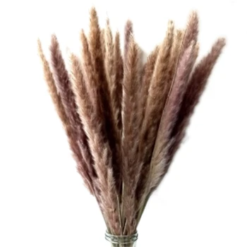 

60Pcs Natural Dried Pampas Grass ,Phragmites Communis,Reed Plant,Wedding Flower Bunch Home Decor Diy Flower Matching Photography
