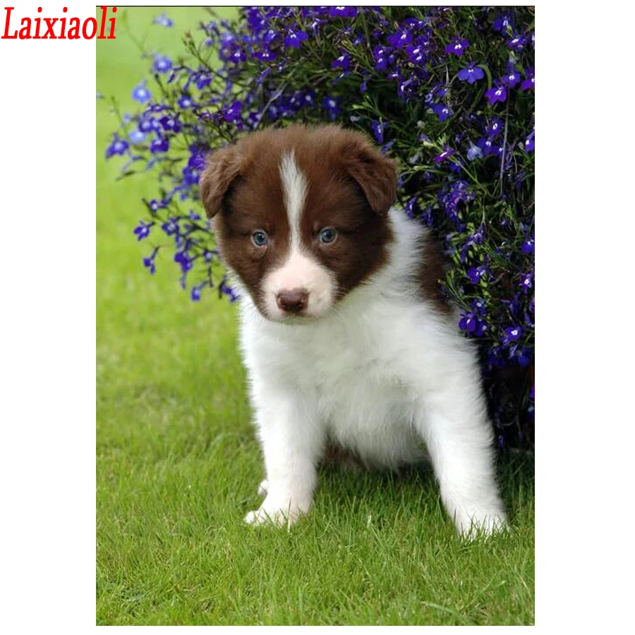 5D Diy Diamond Embroidery Border Collie Sheep Mosaic Full Square round rhinestone Cross Stitch Painting Cute puppy Dog | Дом и сад