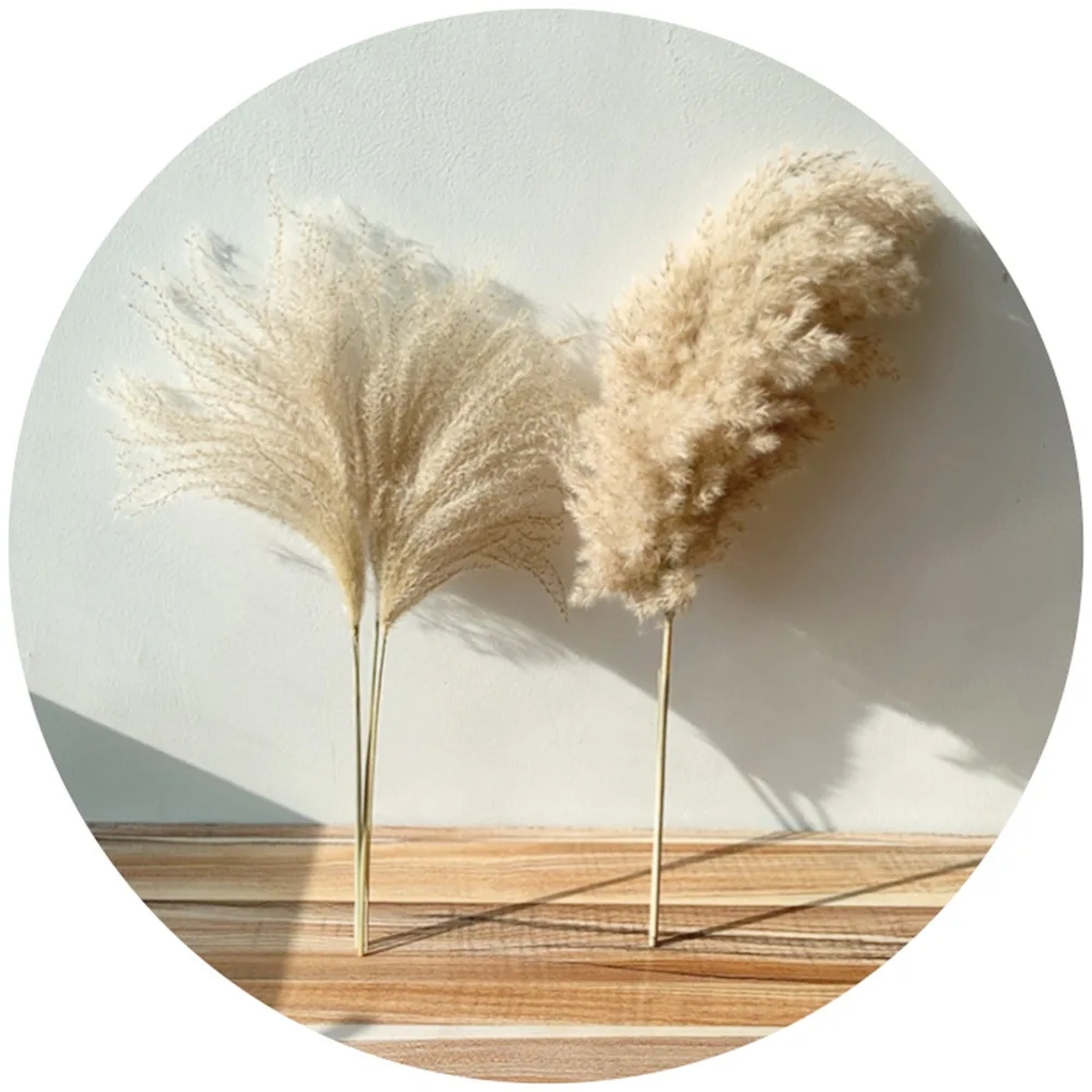 Small Pampas Grass Dried Flowers Natural-Plants-Decor Bunch Home-Decor Real Wedding 10pcs/20pcs