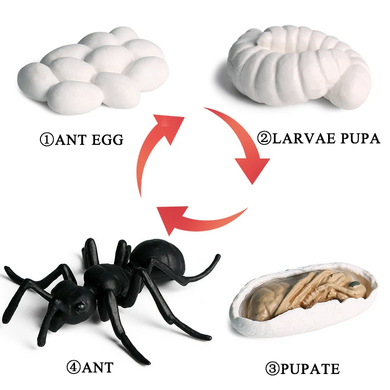 Имитация насекомые, животные, лягушка, петух, цикл роста, серия, набор, 5 стилей, Мини размер, черепаха, муравей, модель, фигурки, игрушки для детей, подарок