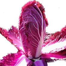 100 шт свежий настоящий фиолетовый капуста-органические овощи-без ГМО