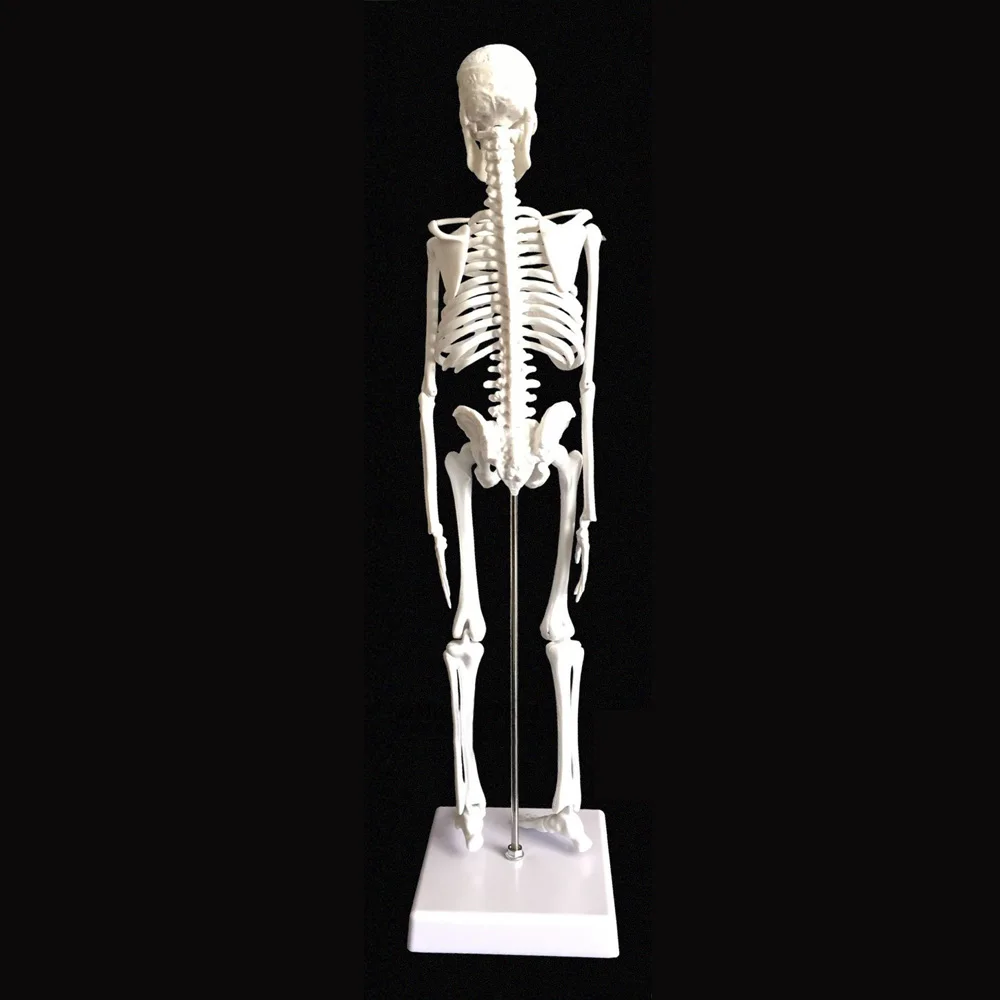 Гибкая модель искусственной анатомии 45 см|artist model|artist anatomy modelartist |