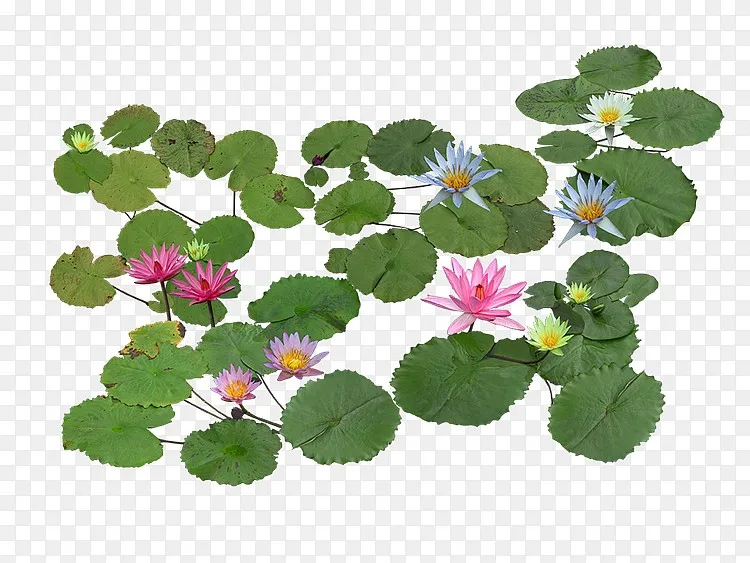 水生植物png图片素材免费下载 图片编号qogdpvpq Pngbag素材网