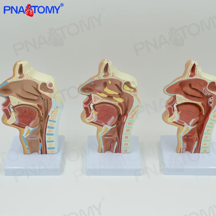 cavidade-nasal-humana-modelo-anat-mico-da-cavidade-nasal-jpg
