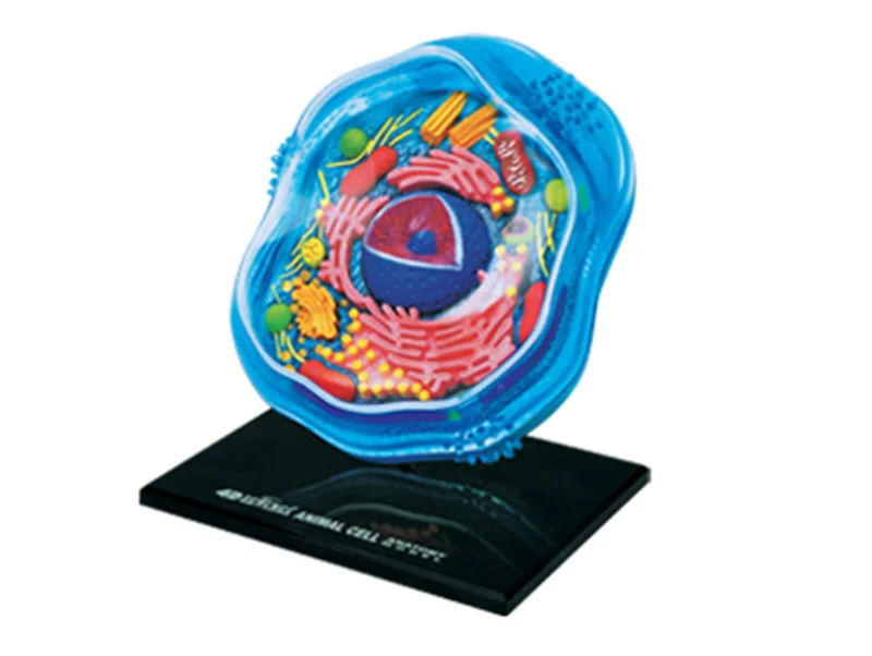 

4D MASTER Educational Assembled Toys Biological Animal Cell Organ Anatomy Medicine Teaching for Model