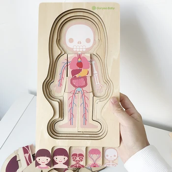 

Korea goryeobaby children's human body multi-layer puzzle medical human body structure wooden puzzle wooden toys L