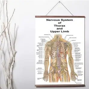 

Educational Anatomy The Human Nervous System Medical university Art Print canvas Poster Canvas Scroll Painting with wood