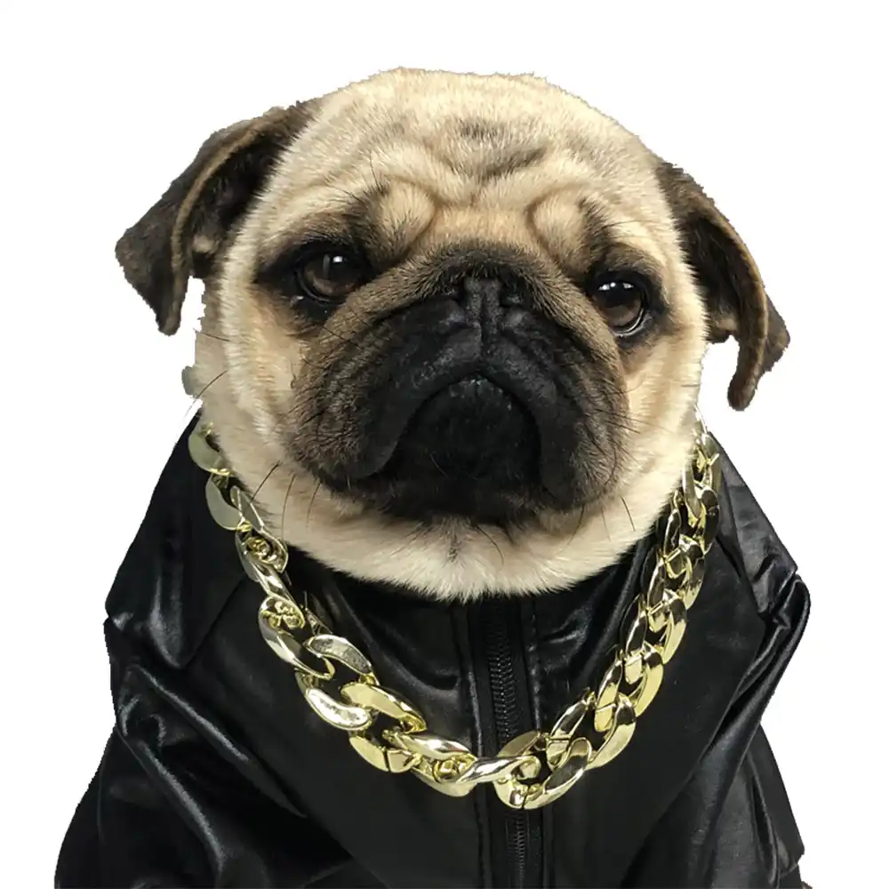 accessories for pugs
