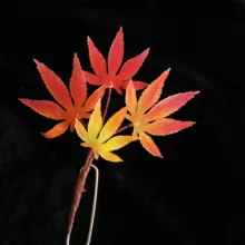 LALAVARA, 10 шт., ручная работа, кленовые листья, заколки для волос, Осенний праздник, для женщин, девочек, булочка, updo, аксессуары для волос