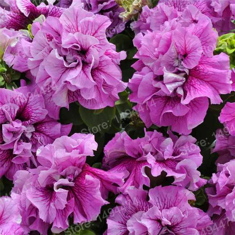 100pcs/bag mixed color flower flores Petunias plantas Frills and Spills Anna Petunia Flower plante bonsai plant for home garden