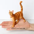 Wirehair cat A