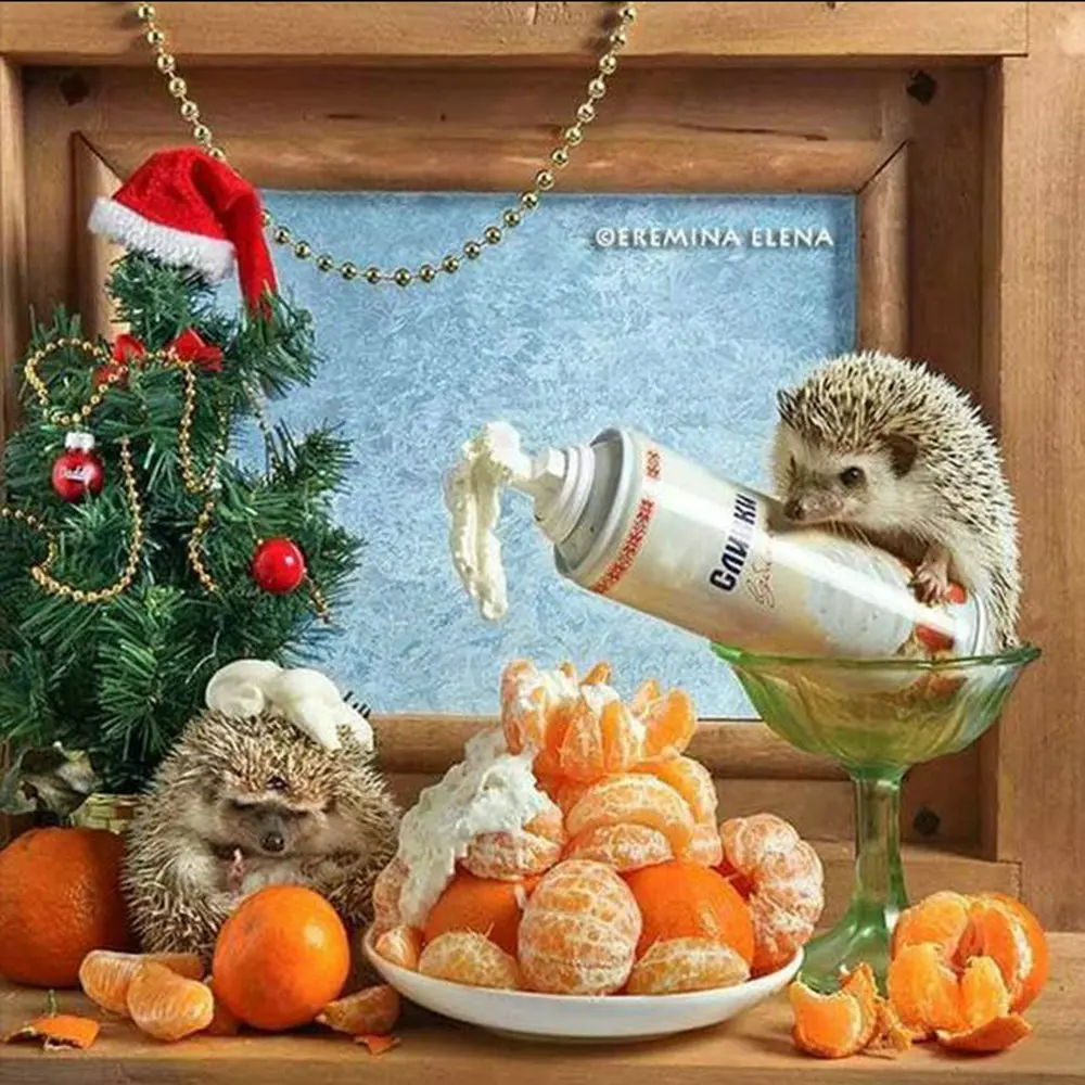 Алмазная картина 5D Diy с изображением животных, квадратная/круглая, Новое поступление, алмазная вышивка с изображением ежика, стразы для дома - Цвет: D