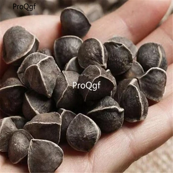 

Ngryise 1000Pcs A Set sale Indian Wild Moringa
