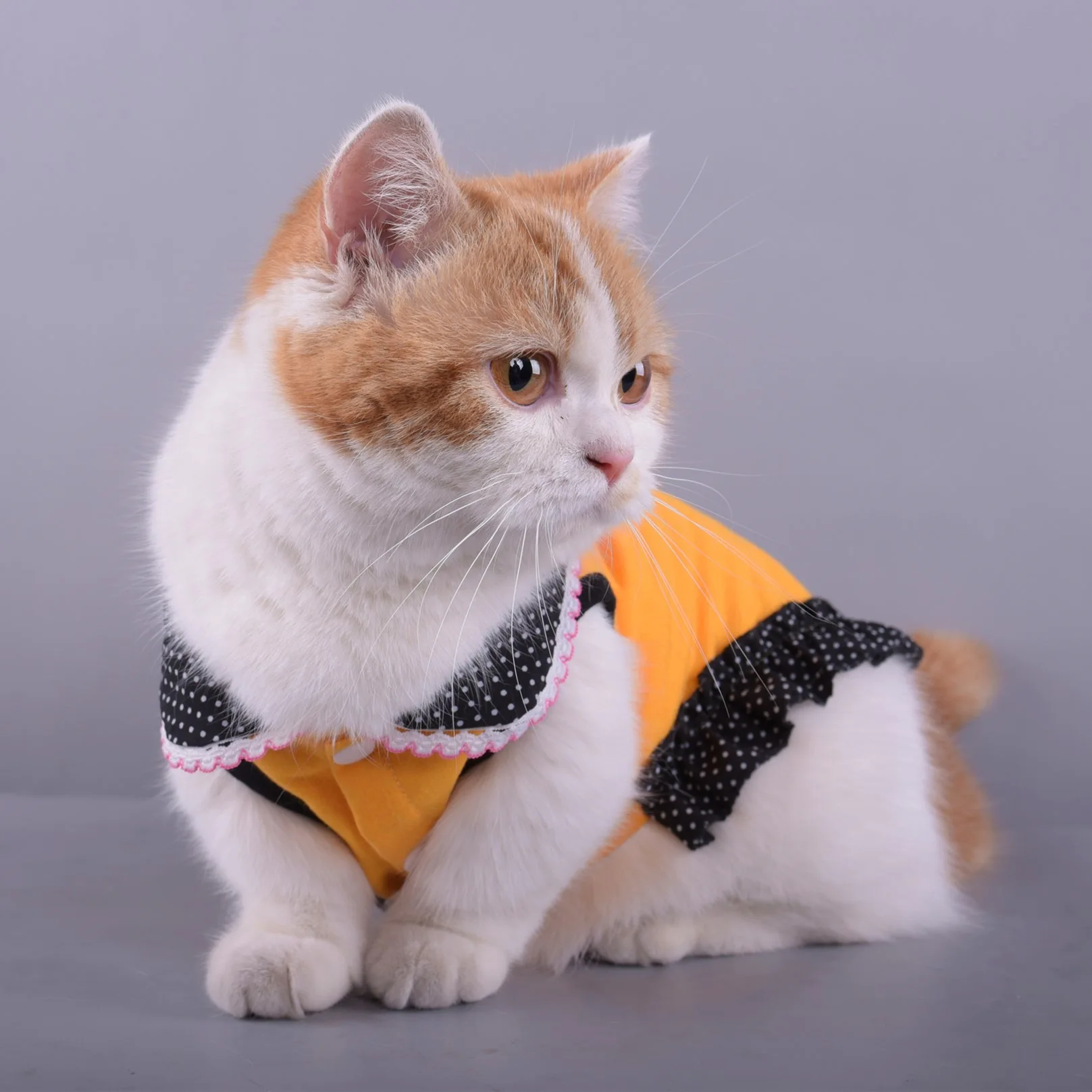 2021 New Pet Cute Qing Year Summer Dog Clothing Teddy Cat Breathable Lace Poodle Fashion Group | Дом и сад
