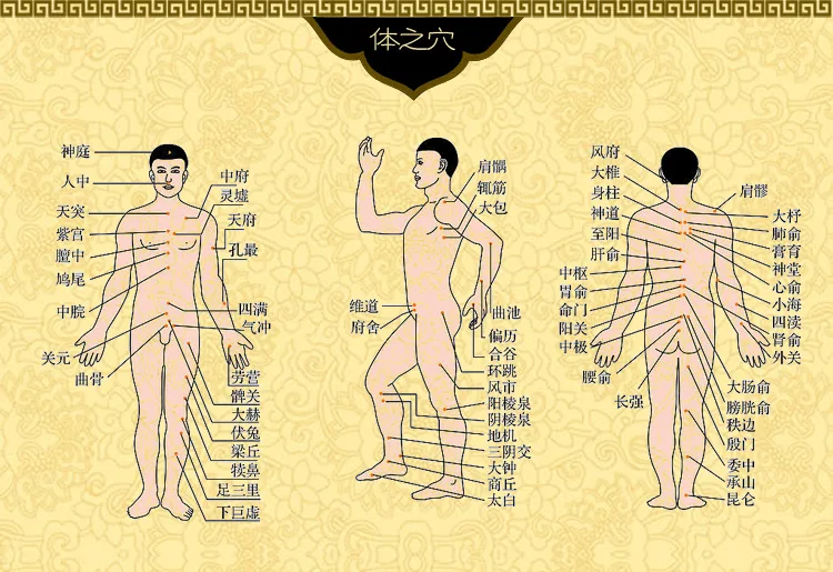 人体穴位图