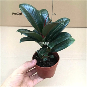 

Ngryise 1Pcs A Set Ficus elastica