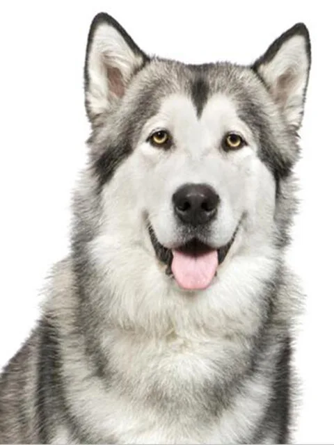 Square/Round Diamond Rhinestone 5D Diy Diamond Painting Animal Stone Embroidery Cute Husky Dog Cross Stitch Pattern Mosaic Gift 8Rp577-6