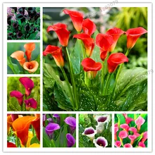 Цветы Флорес 10 шт Китай многоцветные Калла Лилия бонсай плантации, редкие растения цветы для дома Садоводство DIY Сад Sup