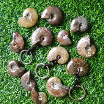 

Natural Stone Ammonite Fossils Seashell Snail keychain Ocean Reliquiae Conch Animal keychain For Men&Women Jewellery