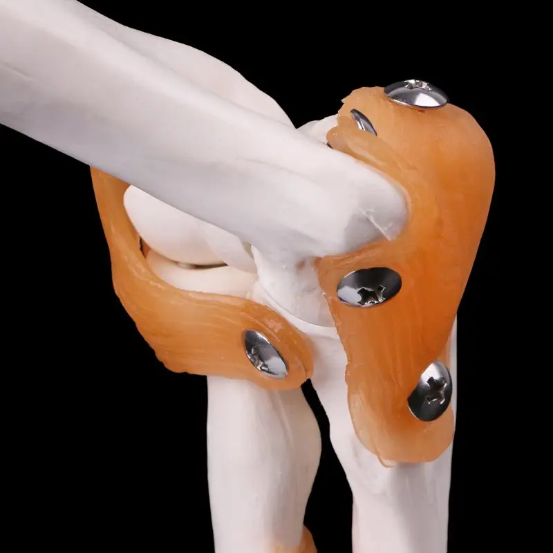 Life Size Ligament Elbow Joint Medical Anatomy Model Skeleton Study Tool