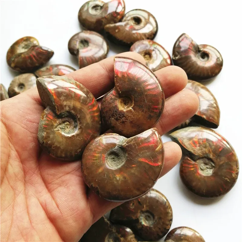 1 Pz Fossili Di Ammonite Paleontologia Pietra Originale Di Campione Minerale