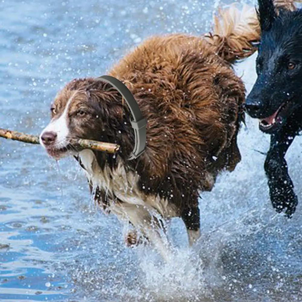 2019 Removes Flea And Tick Collar Dogs Cats Up To 8 Month Flea Tick Collar Anti-mosquito and insect repellent new