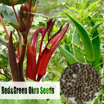 

Abelmoschus Esculentus Seeds Vegetable Seeds Hybrid High Germination Green & Red Okra Seeds Green & Red for Planting