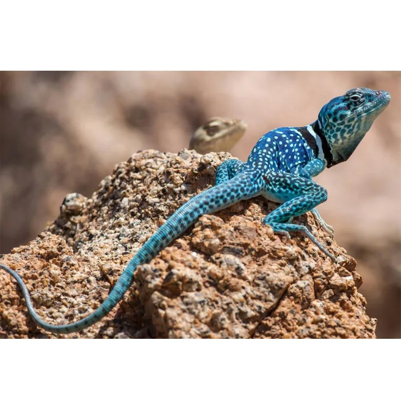 HTB1ldOJLwHqK1RjSZFPq6AwapXaw