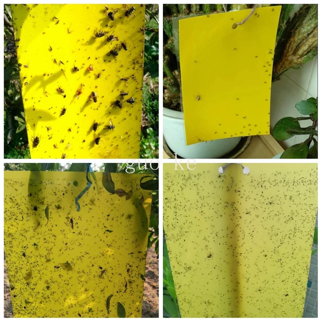 5 db Két Arcpaszta Rovarlemez Kétoldalas Bugrétegű Matricák Ragasztótábla Ragasztócsapdák Sárga Ragadós Rovar Fogó Légykapó - Image 3