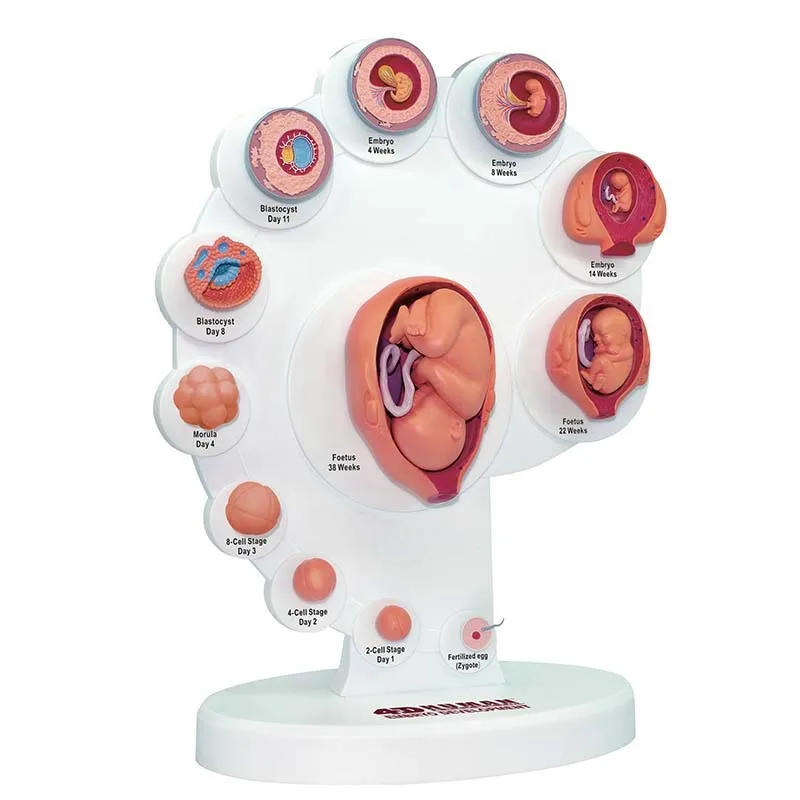 

21pcs Part 4D Human Embyro Development Anatomical Model Fetal Growth Organ Medical Teaching Alpinia Assembled Toys