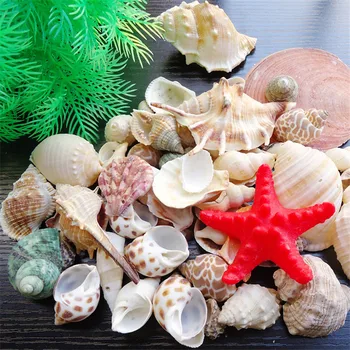 

Aapet 1set Natural Shell Aquarium Decoration Accessories Decorating Ornament For Aquarium Fish Tank Decorative Shell Supplies