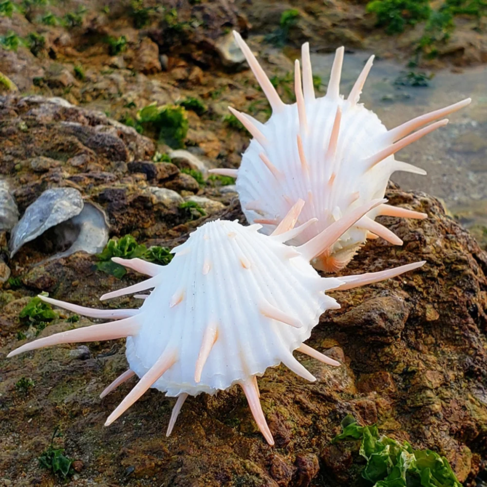 Natural Shell Ornaments Natural Conch Sea Shell Spondylus Shell 1pcs 8-9cm For Fish Tank Decoration Gift
