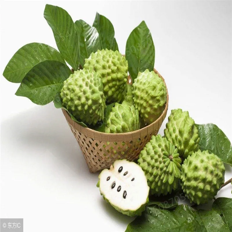 

5Pcs Soursop Fruit (Graviola Annona Muricata) Sweetsop Delicious Fruit Bonsa Sugar Apple Annona Tree Bonsa Plant In Bonsai